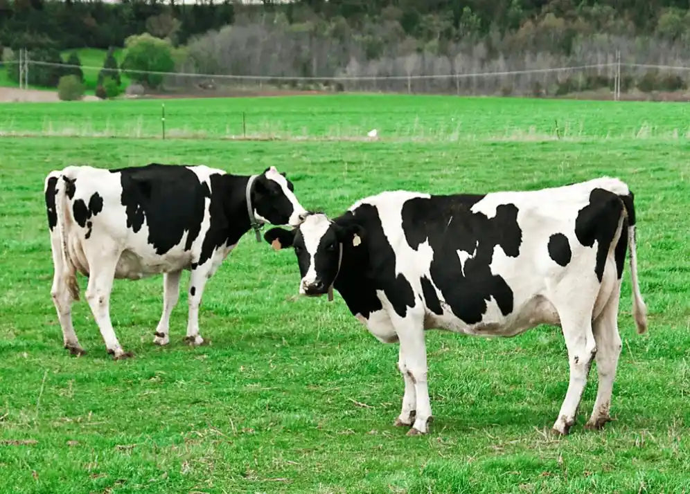 Wisconsin cows eat grass